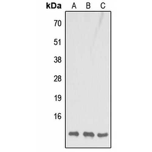 COX7B1 Rabbit Polyclonal Antibody