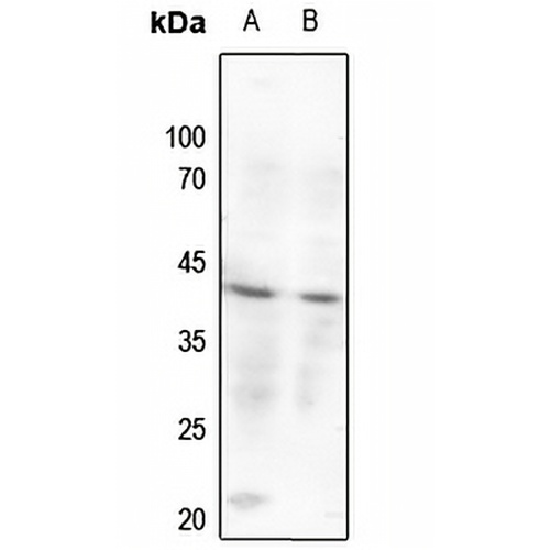 CREB Rabbit Polyclonal Antibody