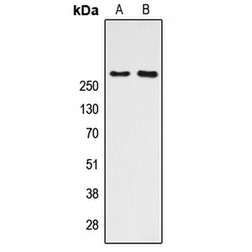 CBP (Acetyl-K1535) Rabbit Polyclonal Antibody