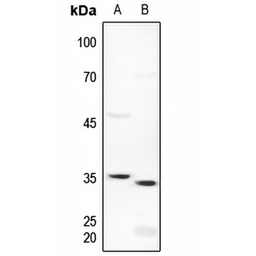 ICER Rabbit Polyclonal Antibody