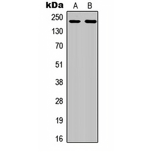 CD115 (Phospho-Y809) Rabbit Polyclonal Antibody