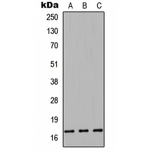 Cystatin 9L Rabbit Polyclonal Antibody