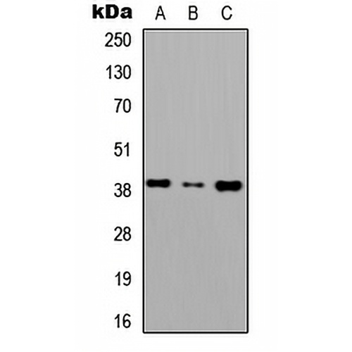 CD186 Rabbit Polyclonal Antibody