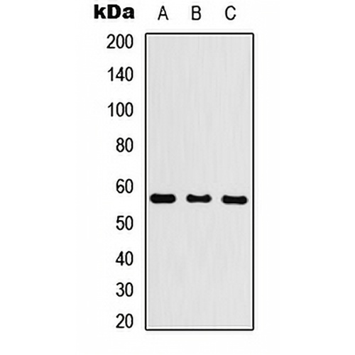 Cytochrome P450 26C1 Rabbit Polyclonal Antibody