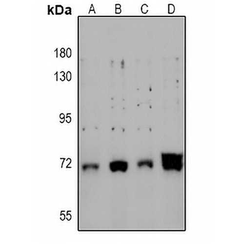 CRMP2 (Phospho-S522) Rabbit Polyclonal Antibody