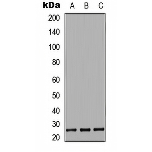 IL-27B Rabbit Polyclonal Antibody