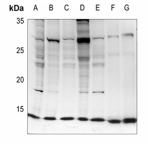 EIF1 Rabbit Polyclonal Antibody