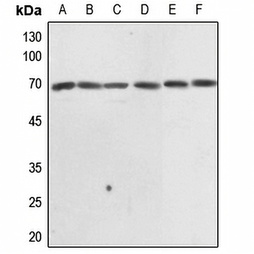 EIF3L Rabbit Polyclonal Antibody