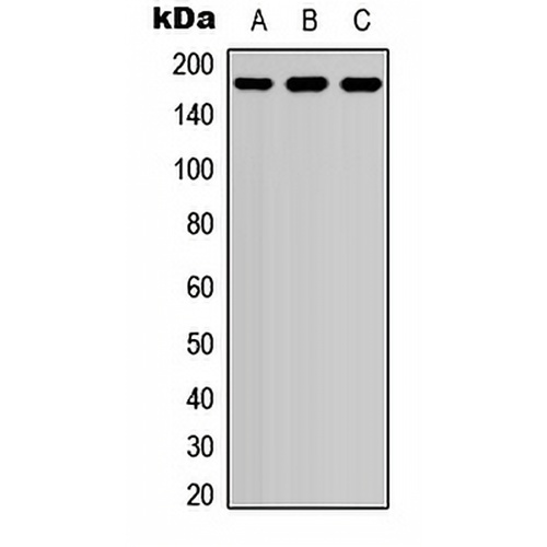 EIF4G1 (Phospho-S1148) Rabbit Polyclonal Antibody