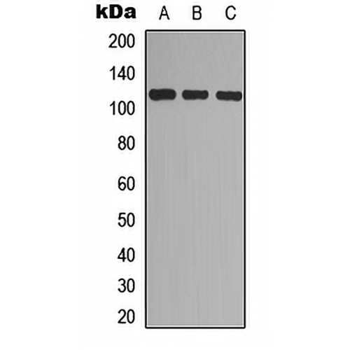 EPHA7 (Phospho-Y608) Rabbit Polyclonal Antibody