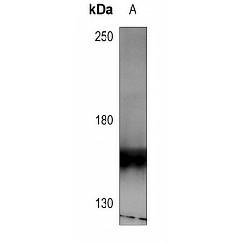 HER4 (Phospho-Y1284) Rabbit Polyclonal Antibody