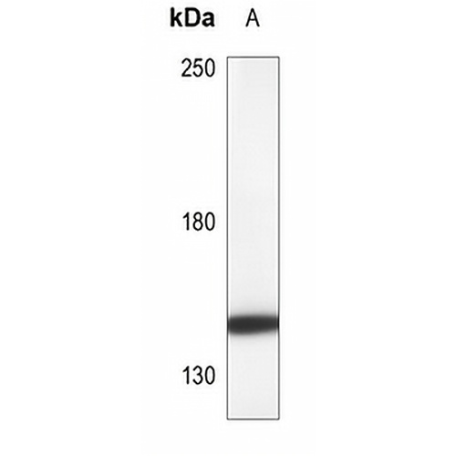 HER4 Rabbit Polyclonal Antibody