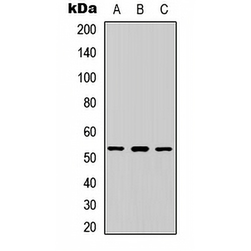 ETV4 Rabbit Polyclonal Antibody