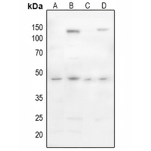 CD142 (Phospho-S290) Rabbit Polyclonal Antibody