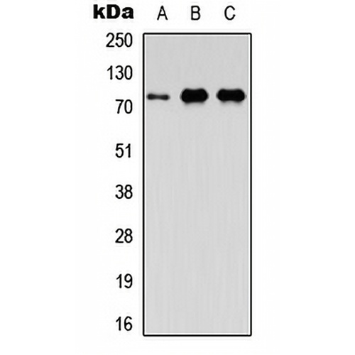 FAF1 Rabbit Polyclonal Antibody