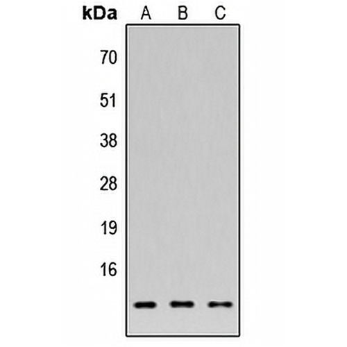 APR2 Rabbit Polyclonal Antibody