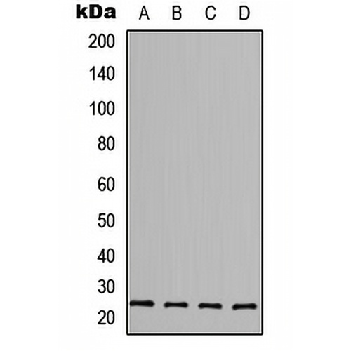 FGF6 Rabbit Polyclonal Antibody