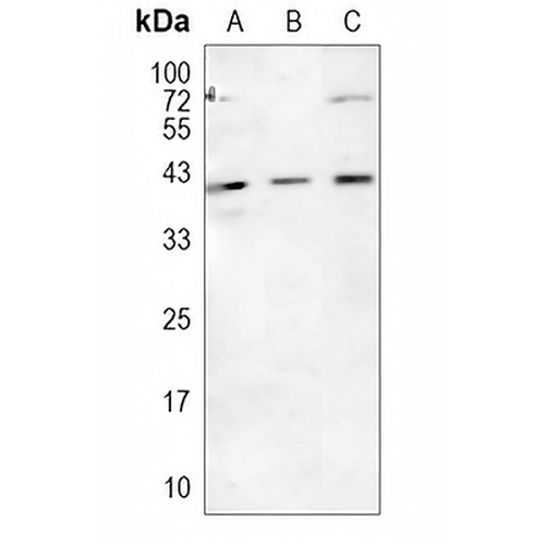 FOSL1 Rabbit Polyclonal Antibody