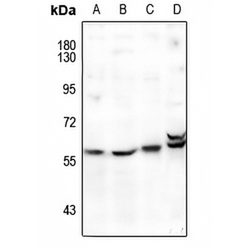 FOXD3 Rabbit Polyclonal Antibody
