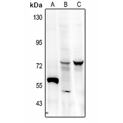 FRS2 (Phospho-Y436) Rabbit Polyclonal Antibody