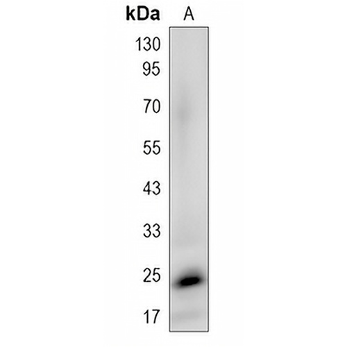 CRIF1 Rabbit Polyclonal Antibody