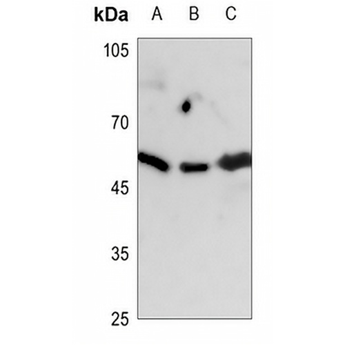 GAP43 Rabbit Polyclonal Antibody