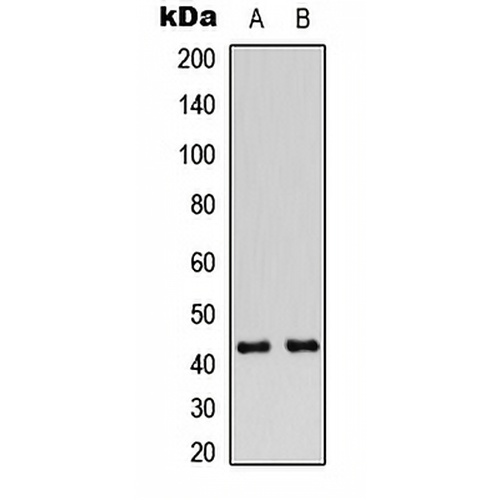 Connexin 43 (Phospho-S368) Rabbit Polyclonal Antibody