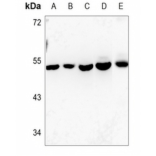 Connexin 46 Rabbit Polyclonal Antibody