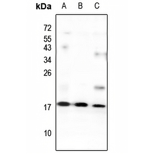 GNG13 Rabbit Polyclonal Antibody