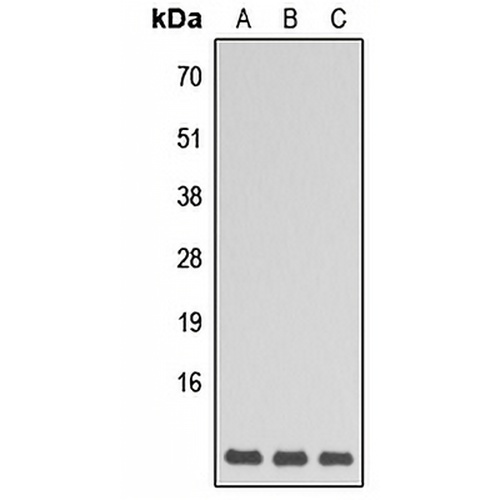 GNG5 Rabbit Polyclonal Antibody