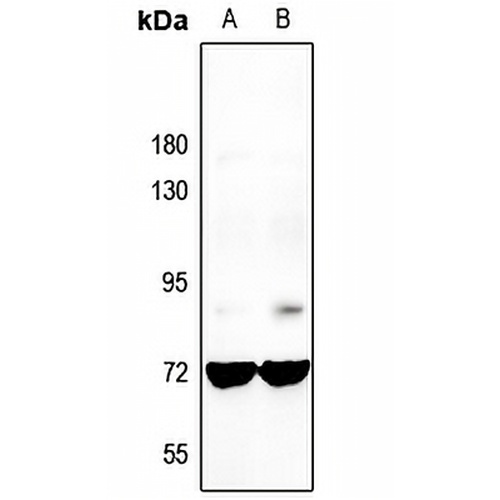GNL3L Rabbit Polyclonal Antibody