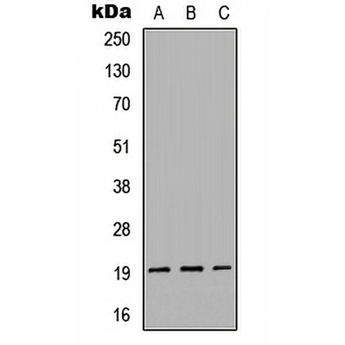 Gremlin 2 Rabbit Polyclonal Antibody