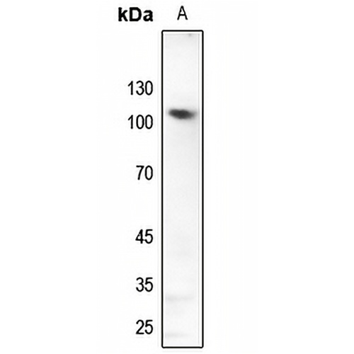 GLURD2 Rabbit Polyclonal Antibody