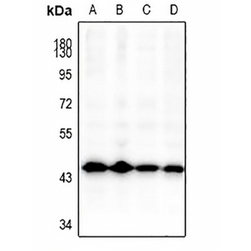 GSK3 beta Rabbit Polyclonal Antibody