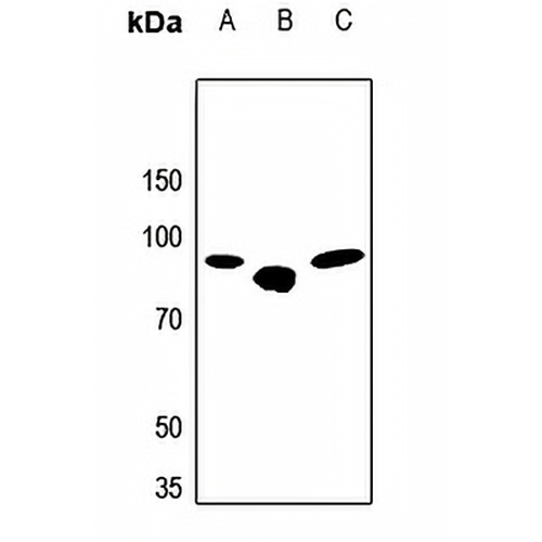 Beta-glucuronidase Rabbit Polyclonal Antibody