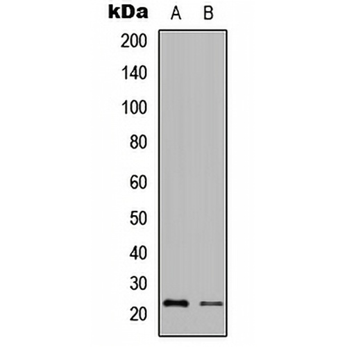 Granzyme H Rabbit Polyclonal Antibody