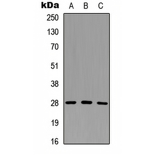Granzyme M Rabbit Polyclonal Antibody
