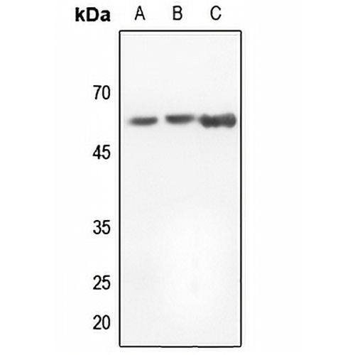 Histone Deacetylase 1 Rabbit Polyclonal Antibody