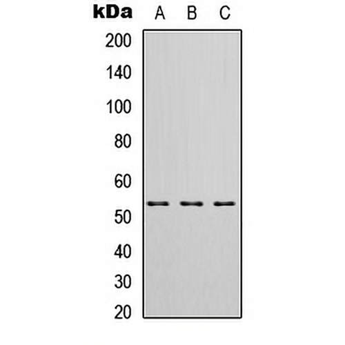 HIBADH Rabbit Polyclonal Antibody