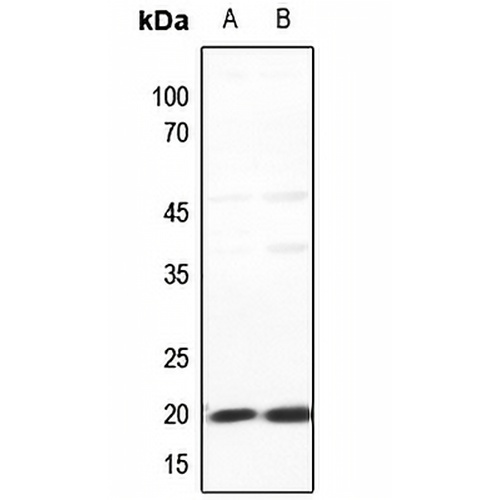 Histone H2B Rabbit Polyclonal Antibody
