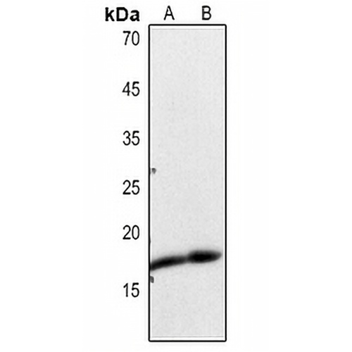 Histone H3 (Acetyl-K23) Rabbit Polyclonal Antibody