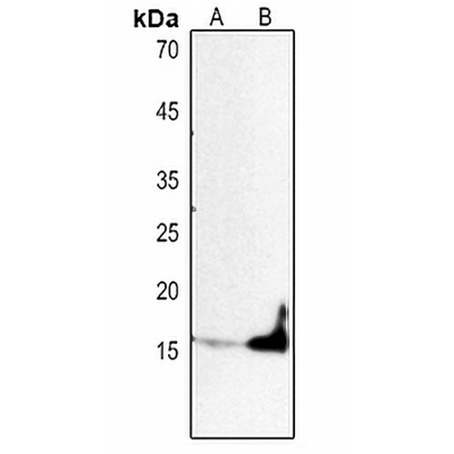 Histone H3 Rabbit Polyclonal Antibody
