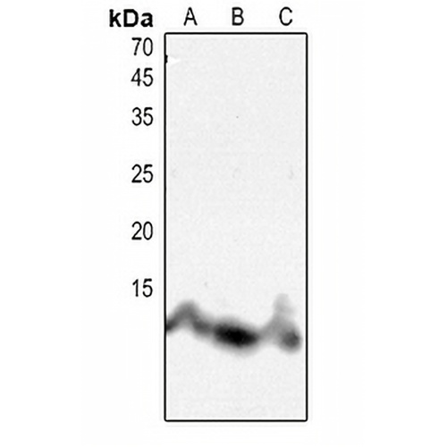 Histone H4 (Acetyl-K8) Rabbit Polyclonal Antibody