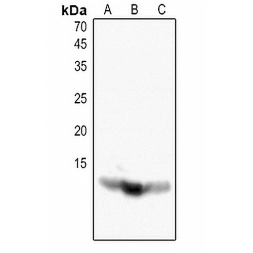 Histone H4 (Acetyl-K16) Rabbit Polyclonal Antibody