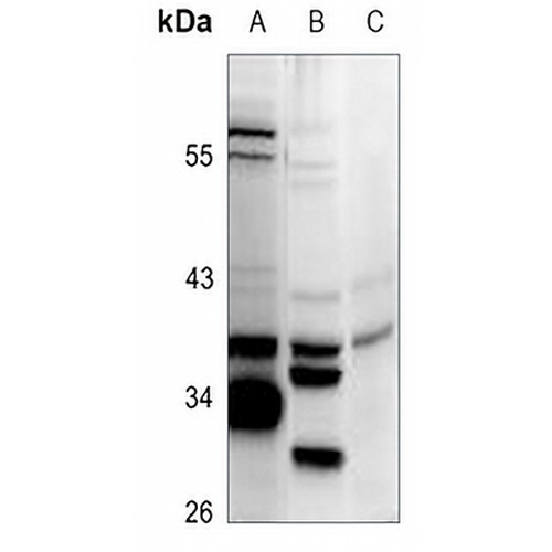 HLA-H Rabbit Polyclonal Antibody