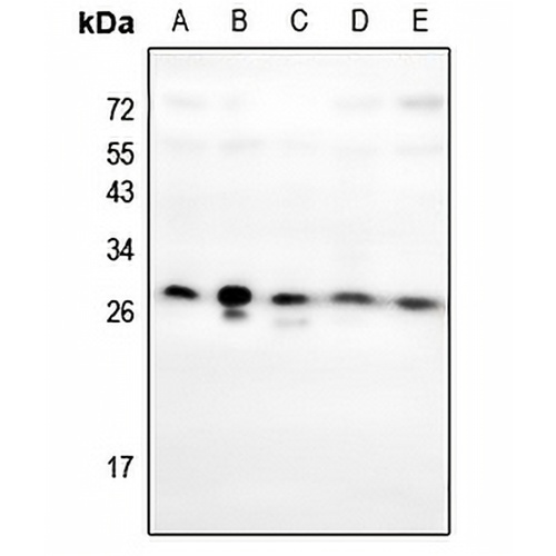 HOXC6 Rabbit Polyclonal Antibody