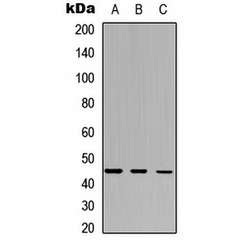 IDO2 Rabbit Polyclonal Antibody