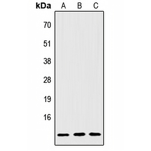 IGFL2 Rabbit Polyclonal Antibody