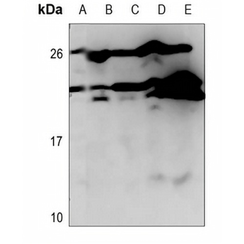 CD179b Rabbit Polyclonal Antibody