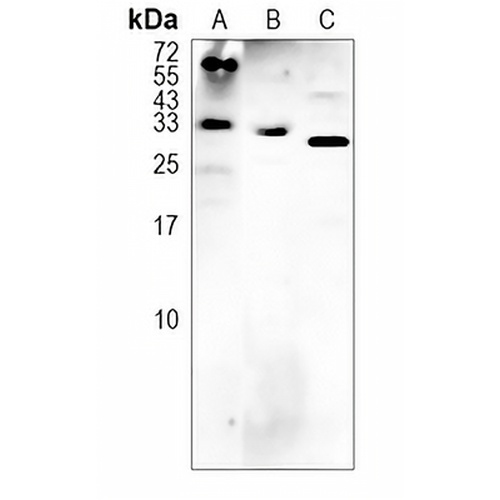 IL-17D Rabbit Polyclonal Antibody
